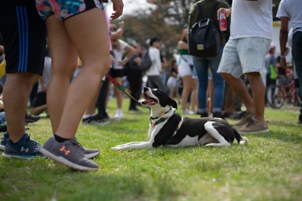 🐶 Dog Parks & Pet-Friendly Events