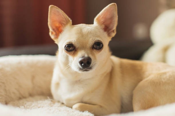 🐕 Chihuahua