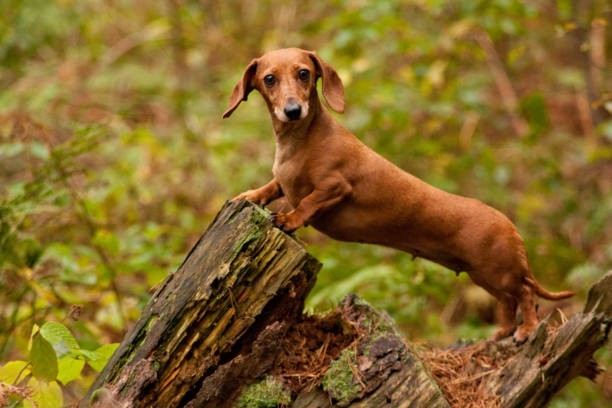 🦴 Dachshund