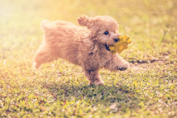 🐶 Toy Poodle