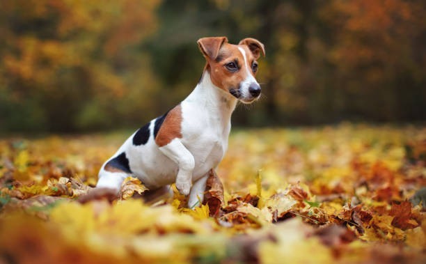 🌿 Jack Russell Terrier