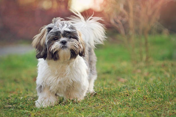 🐾 Shih Tzu