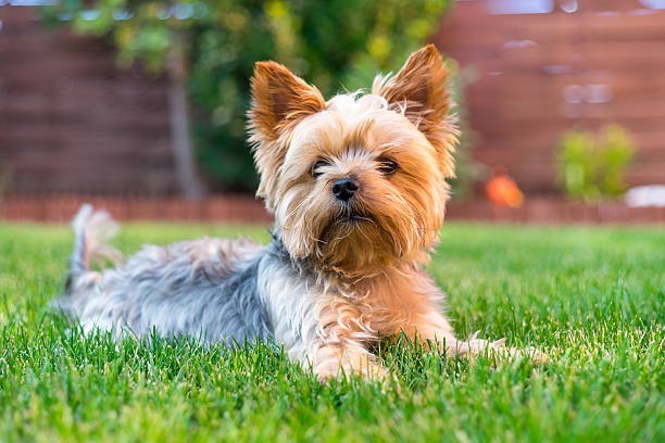 🏡 Yorkshire Terrier