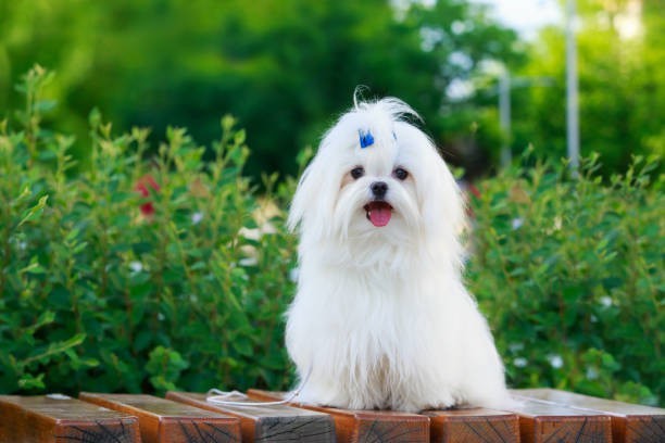 🎀 Maltese