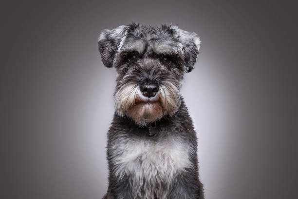 🐕🦺 Miniature Schnauzer