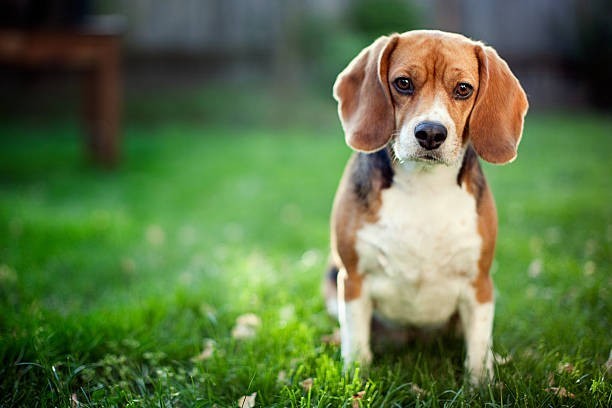 🏃 Beagle