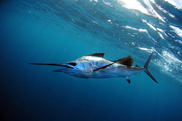 What is the fastest fish in the ocean?