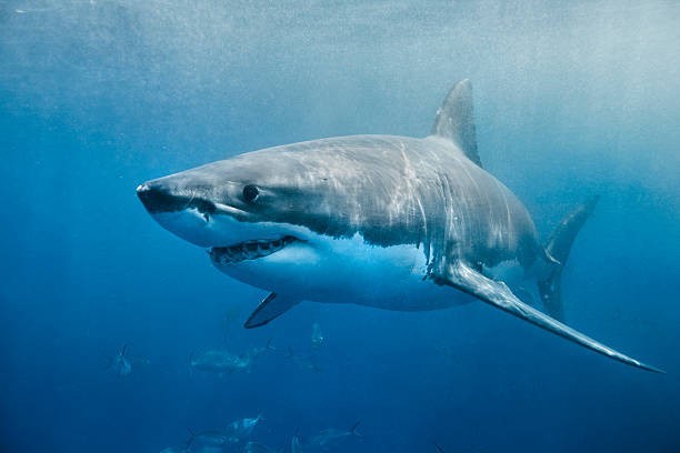 True or False: All sharks must keep swimming to stay alive.