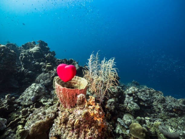 What’s the name of the fish famous for building “love nests” on the ocean floor?