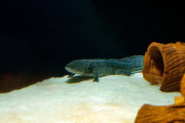 Which fish is known for its “walking” ability on land?