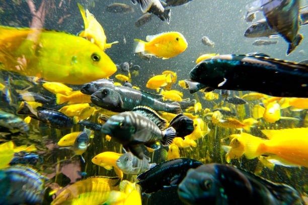 How many species of fish are estimated to exist in the world?