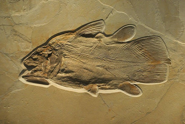 Which fish has the nickname “living fossil” because it has barely changed in millions of years?