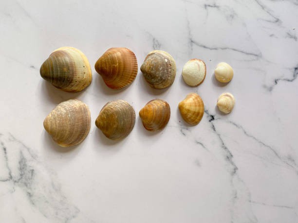 “Little neck” isn’t a species — it’s a size!