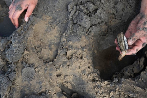 They dig down to stay safe.