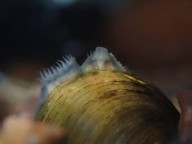 Unique anatomy.