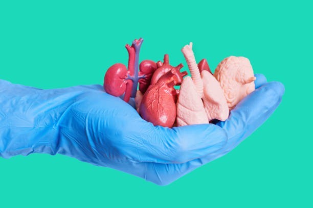 What is the largest internal organ in the human body?