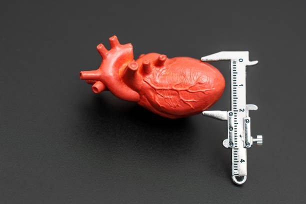 Your heart is roughly the size of your fist.