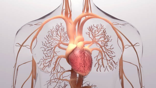 The heart has its own “highway system.”