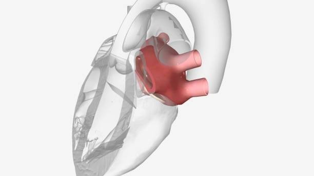 Your heartbeat sound comes from valves closing.