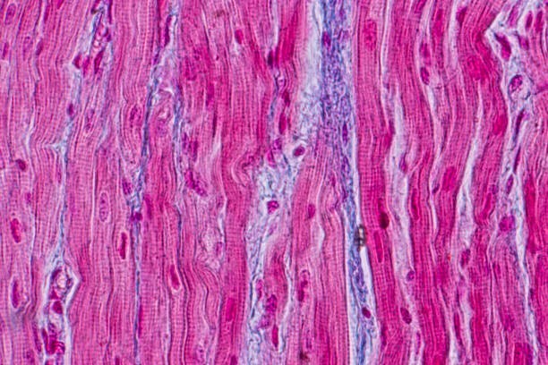 Heart cells stop dividing early in life.