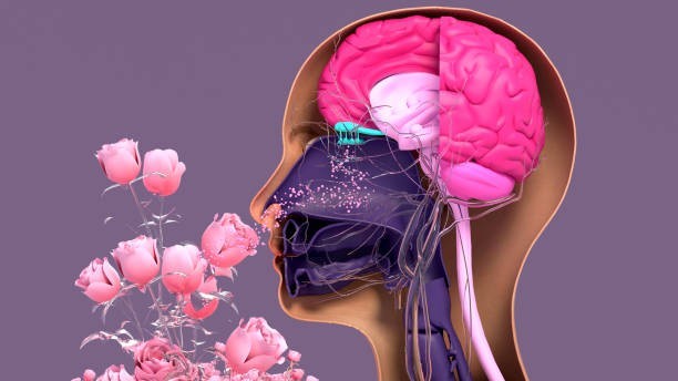 According to scientists, at what age does the average person’s sense of smell noticeably decline?