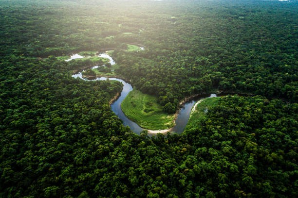 Home to the Amazon Rainforest
