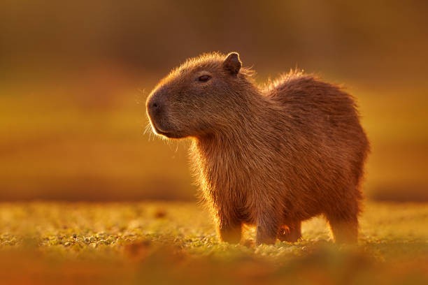 It’s home to the world’s largest rodent