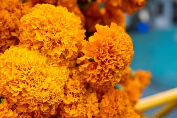 Marigolds guide the spirits