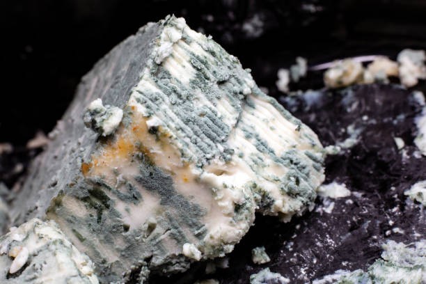 Blue cheese was discovered by accident