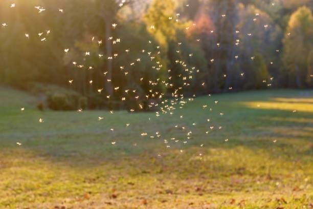 Lice can’t jump or fly