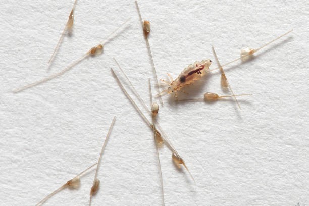 Lice don’t live long off the head