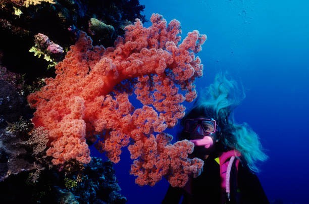 Great Barrier Reef, Australia