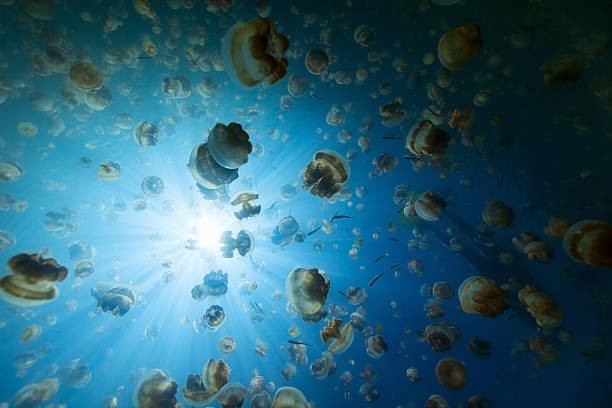 Palau, Micronesia