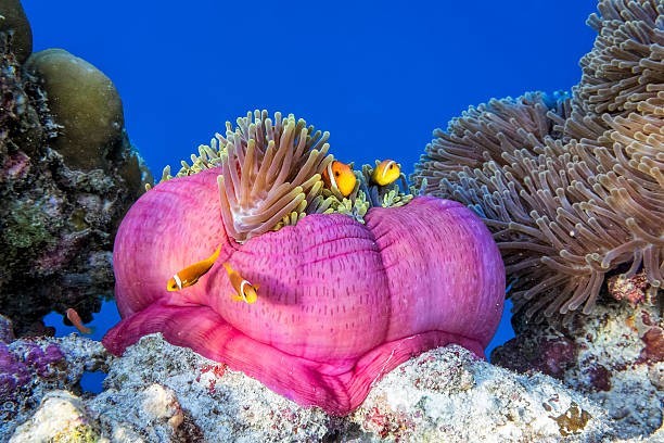 Maldives