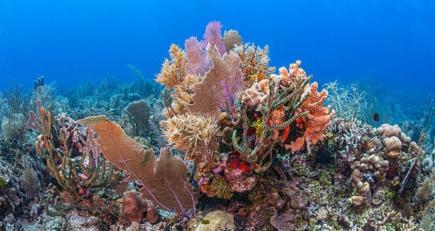 Bonaire, Caribbean Netherlands