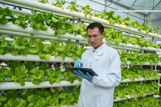 China Produces the Most Lettuce in the World