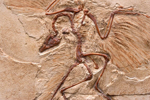 Roses Are Over 35 Million Years Old