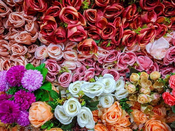There Are Over 300 Species of Roses