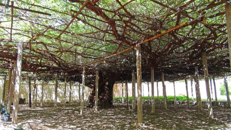 The Largest Rose Bush Covers 9,000 Square Feet