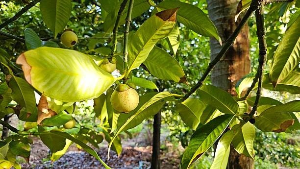 Nutmeg Comes from a Tropical Evergreen