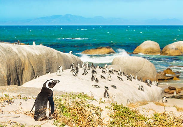 Penguin Parade at Boulders Beach
