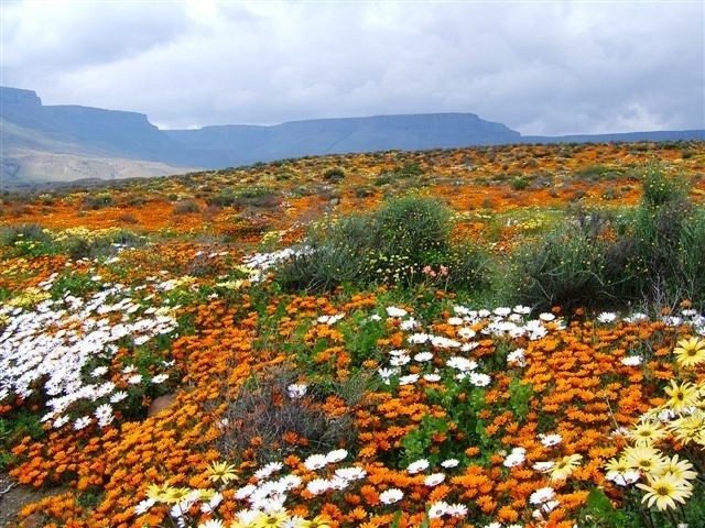 A Floral Kingdom in the City