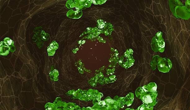 What is the smallest unit of life that can function independently?